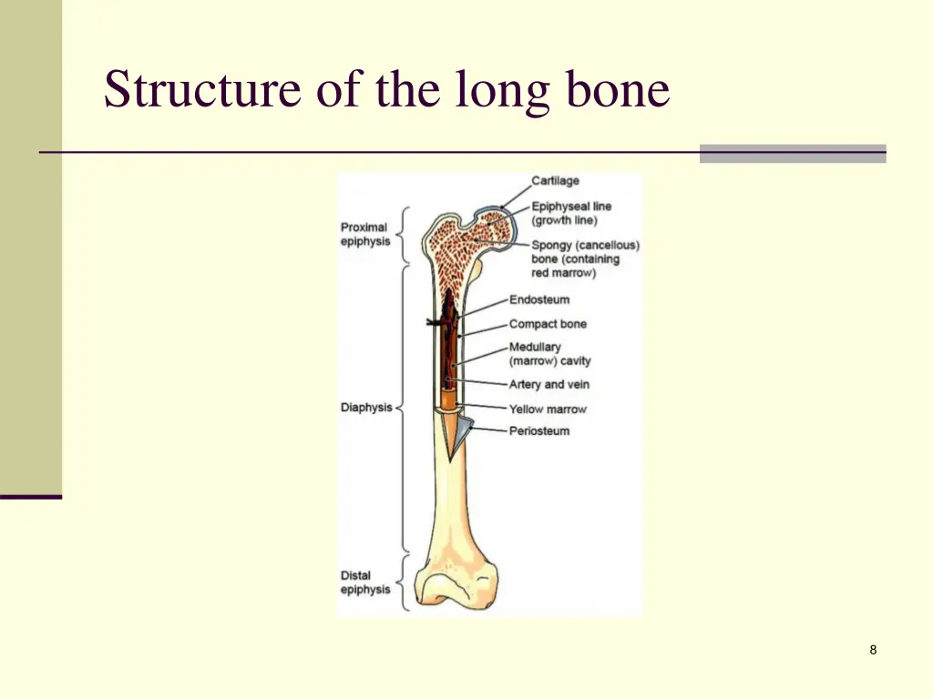 structure of the long bone