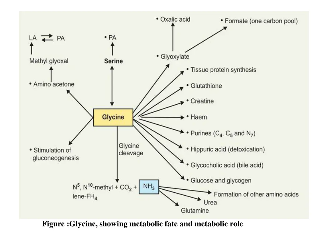 figure glycine showing metabolic fate