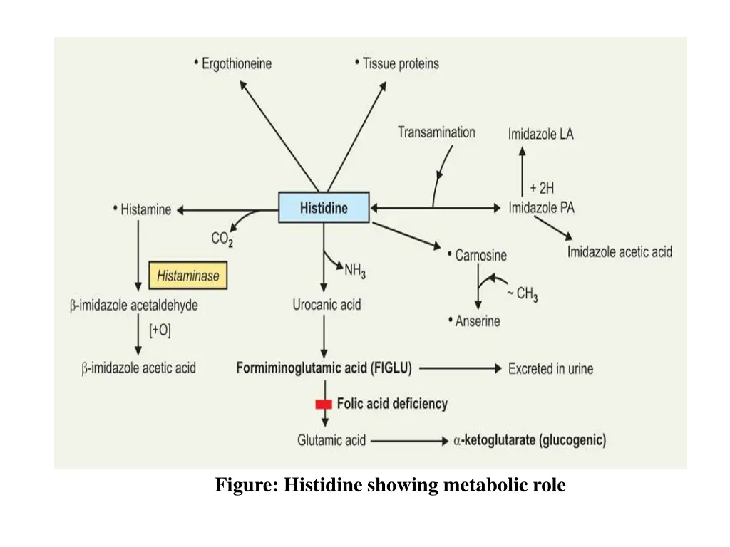 figure histidine showing metabolic role