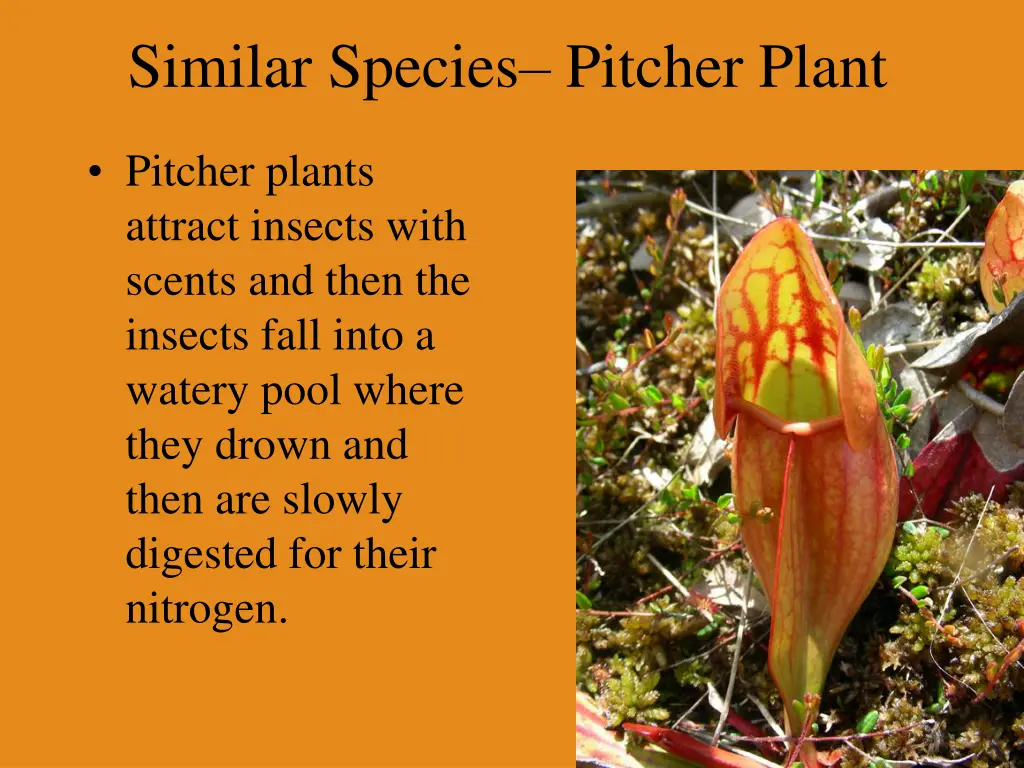 similar species pitcher plant