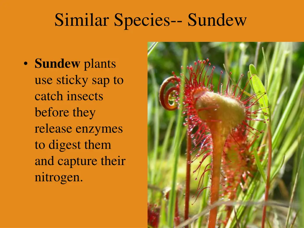 similar species sundew