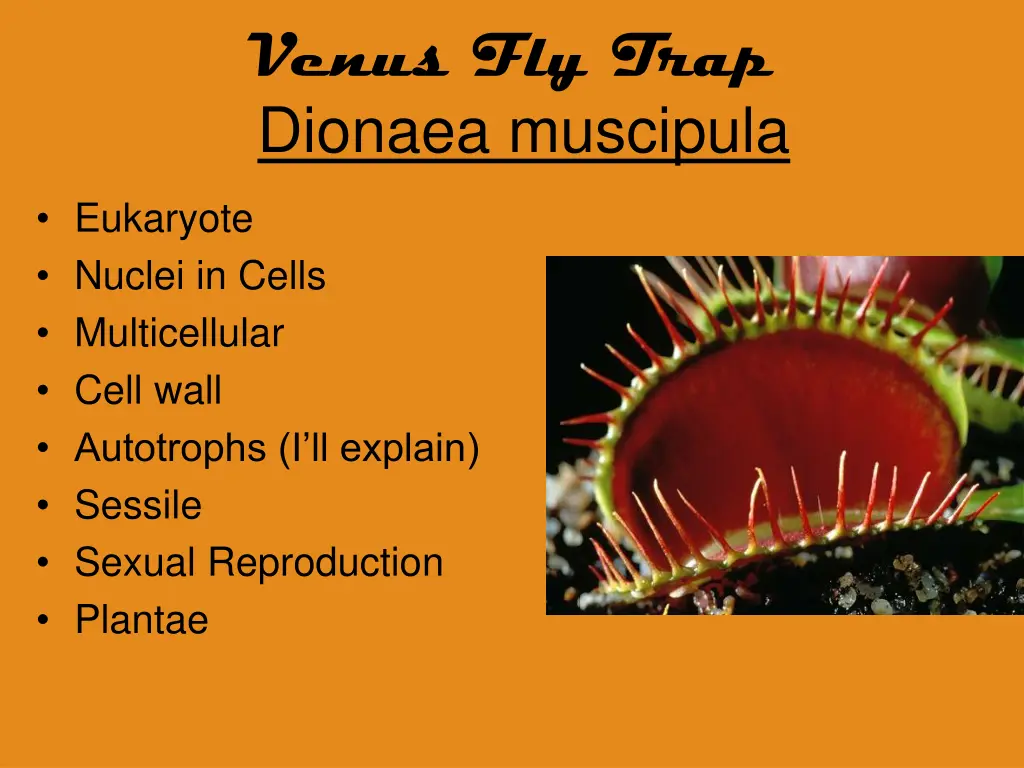 venus fly trap dionaea muscipula 1