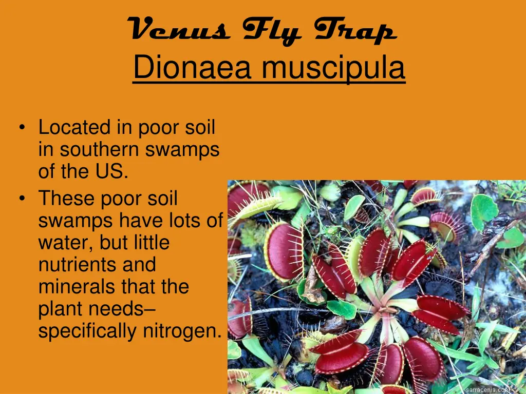 venus fly trap dionaea muscipula 2