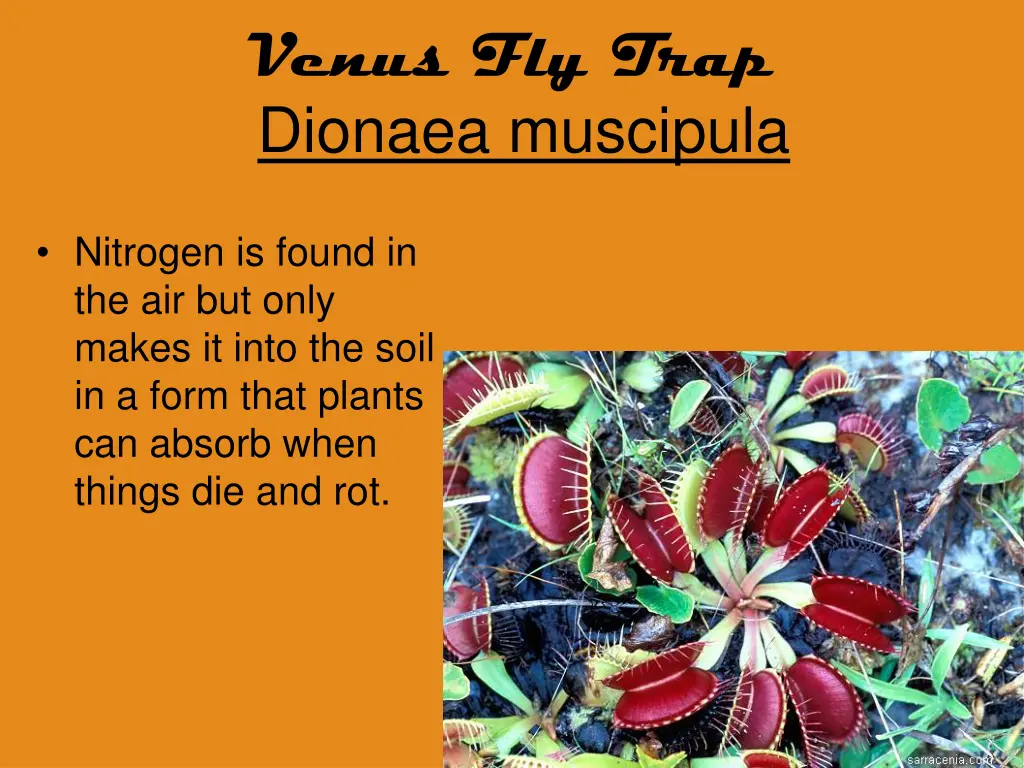 venus fly trap dionaea muscipula 3