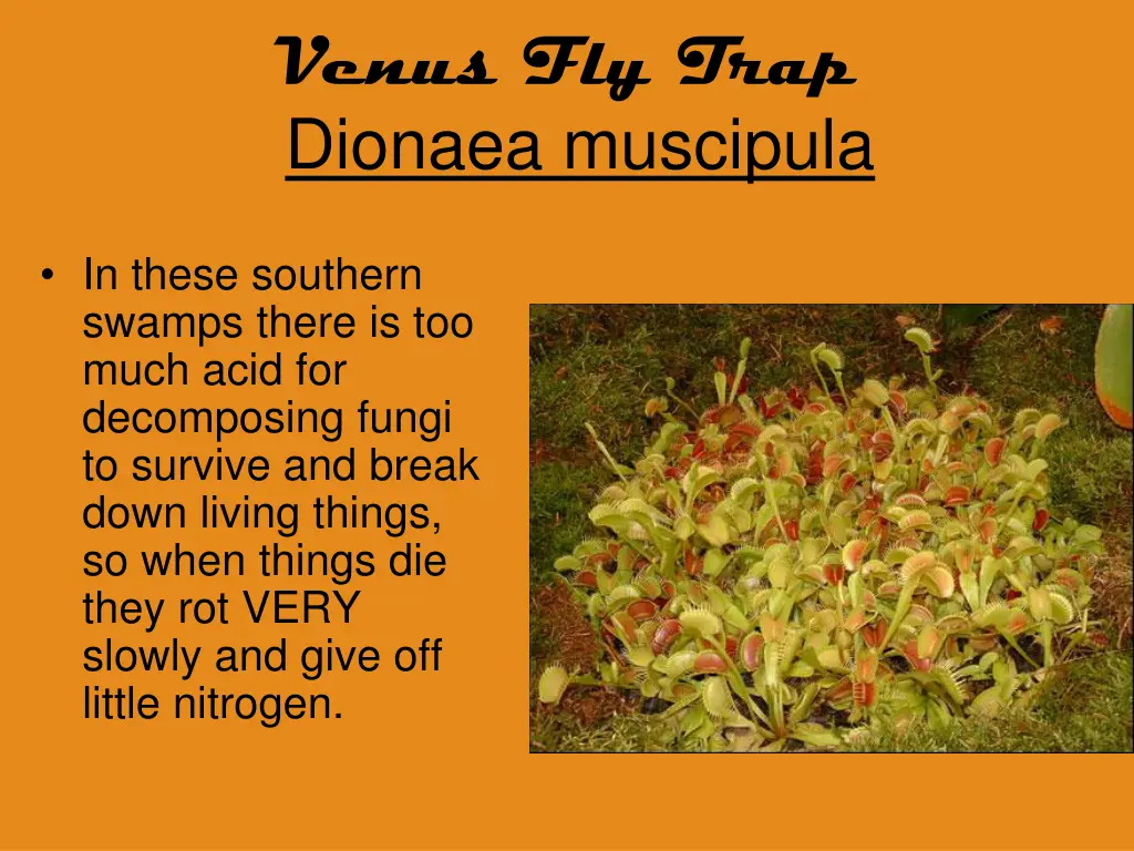 venus fly trap dionaea muscipula 4