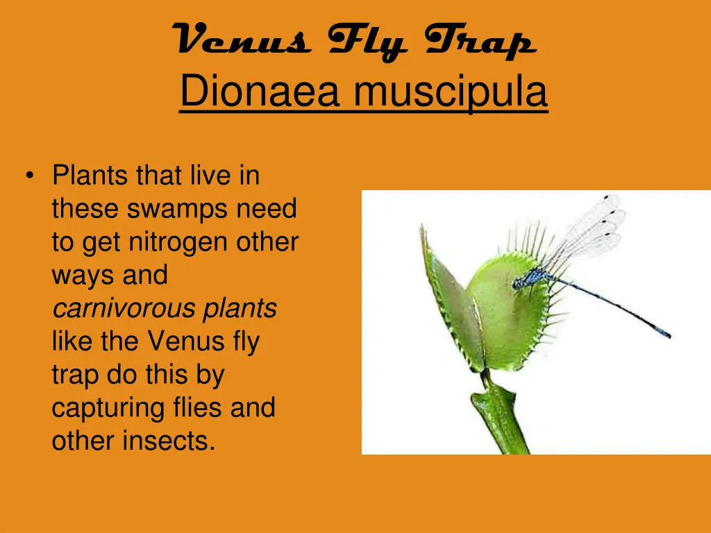 venus fly trap dionaea muscipula 5