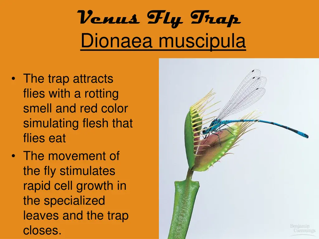 venus fly trap dionaea muscipula 6