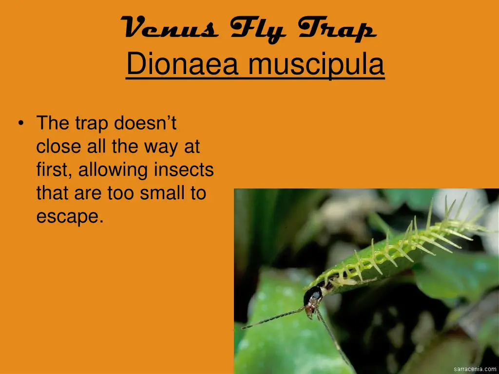 venus fly trap dionaea muscipula 7