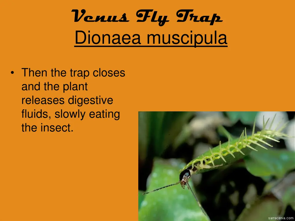 venus fly trap dionaea muscipula 8