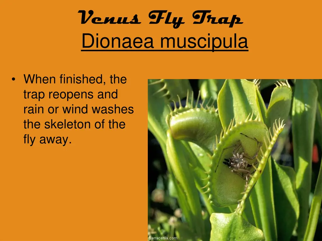 venus fly trap dionaea muscipula 9