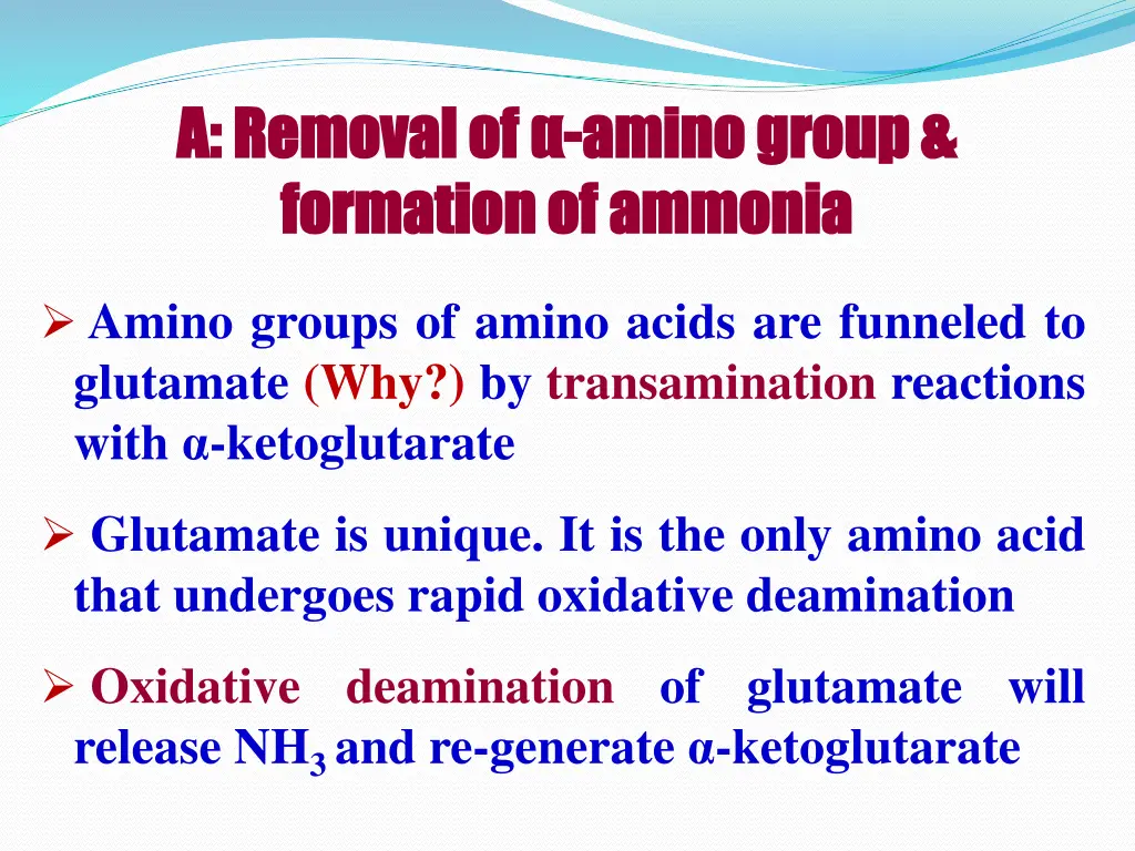 a removal of a removal of amino group formation