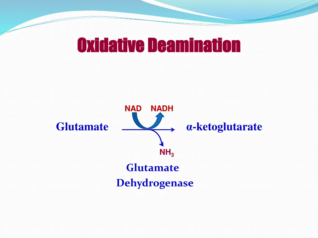 oxidative oxidative deamination deamination