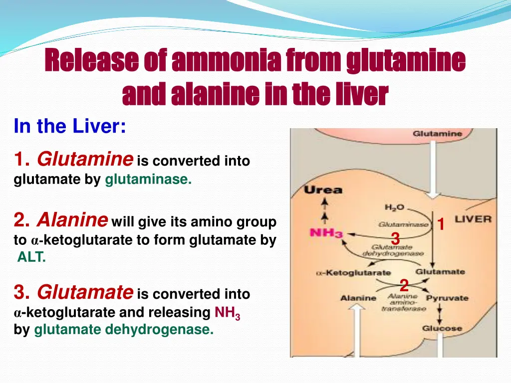 release of ammonia from glutamine release