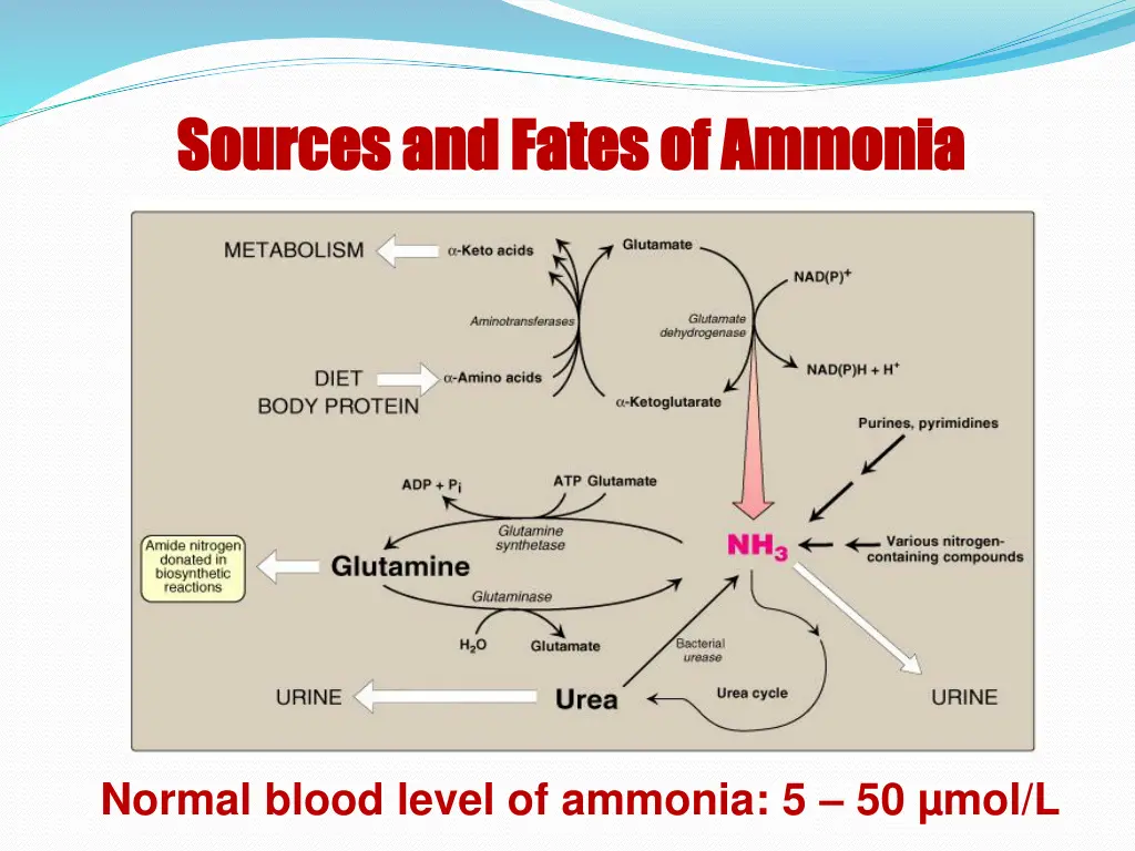 sources and fates of ammonia sources and fates