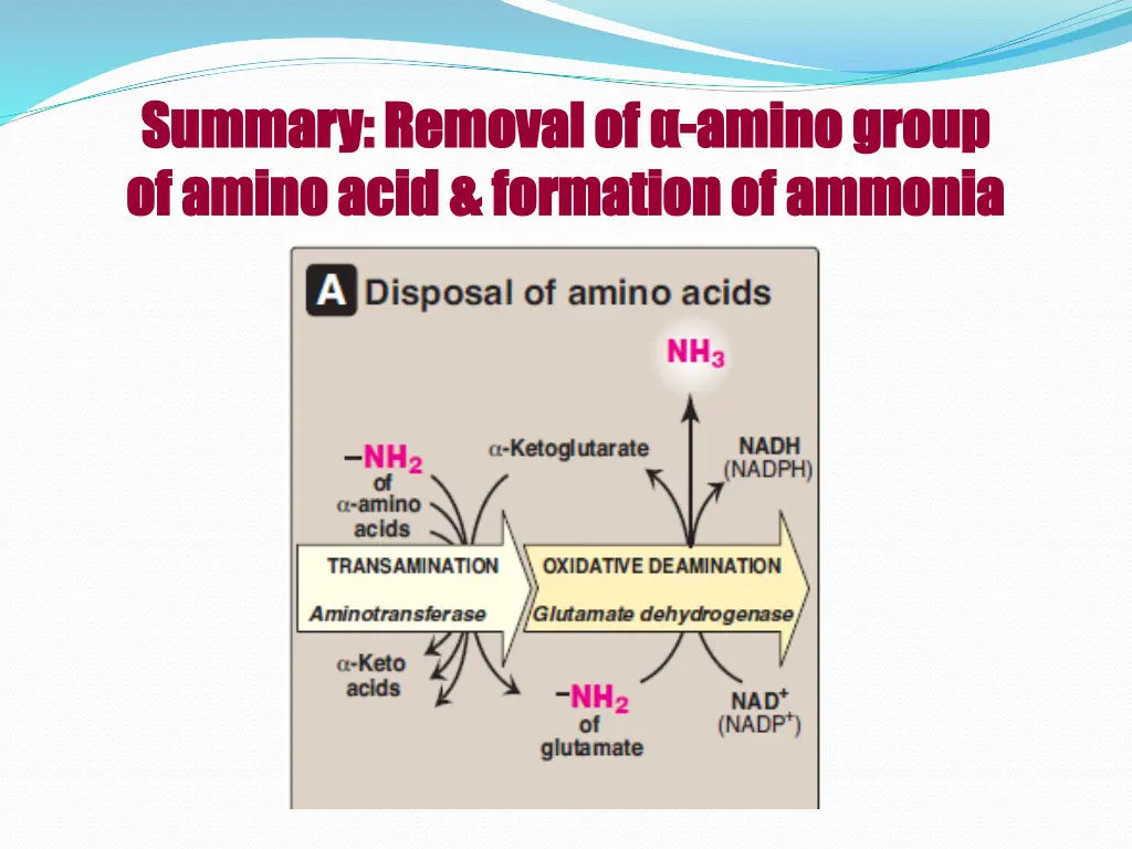 summary removal of summary removal of amino group