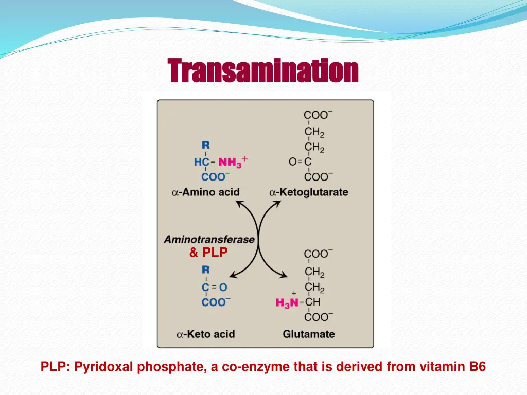 transamination transamination