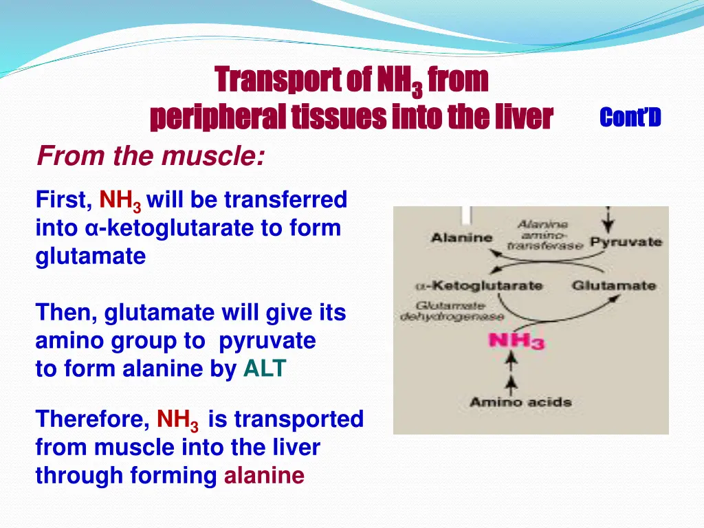 transport of nh transport of nh 3 3 from 1