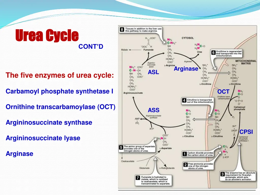 urea cycle urea cycle 2