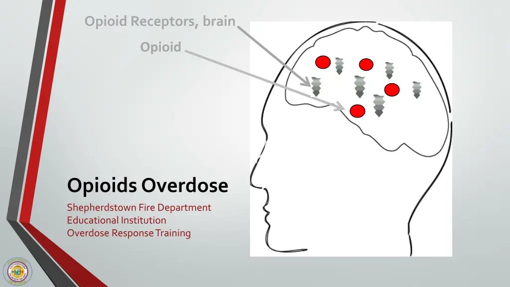 opioid receptors brain 1