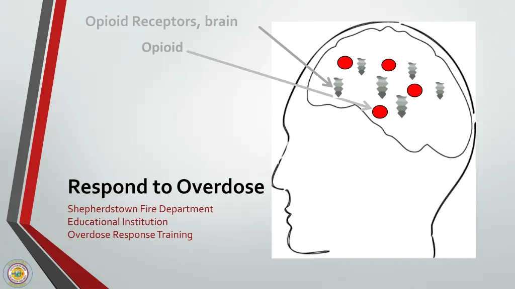 opioid receptors brain 2