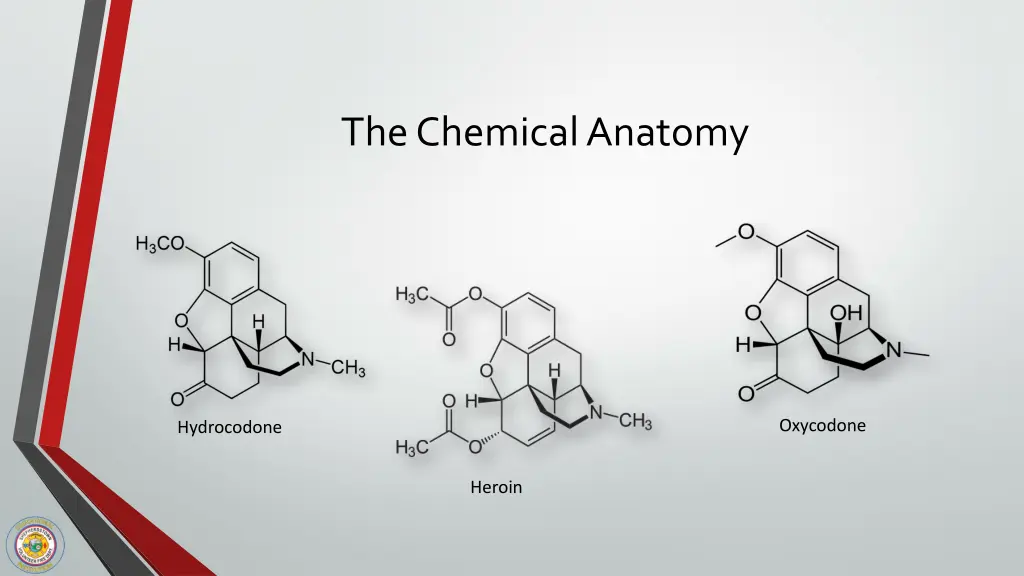 the chemical anatomy