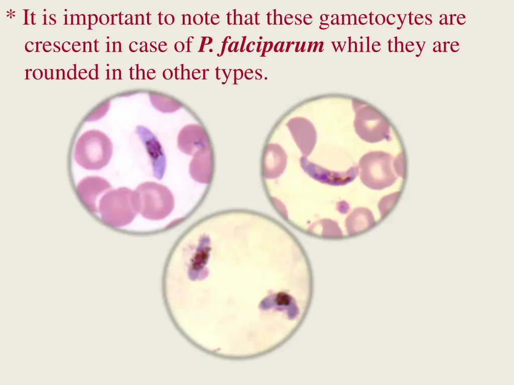 it is important to note that these gametocytes