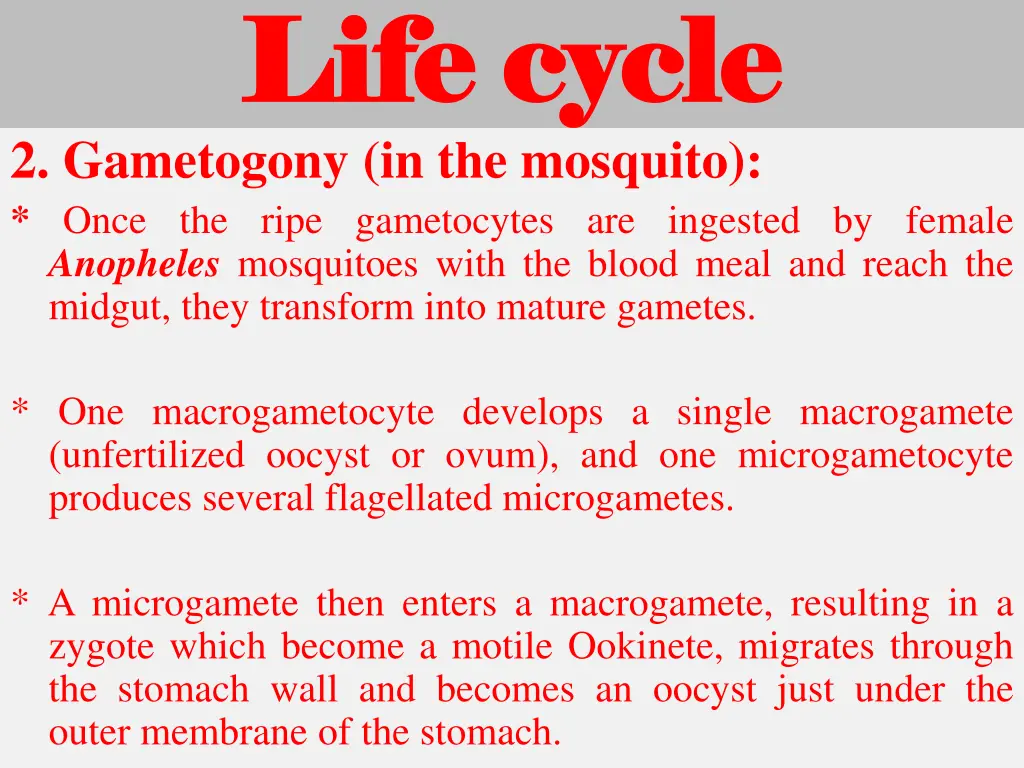 life cycle life cycle 2 gametogony