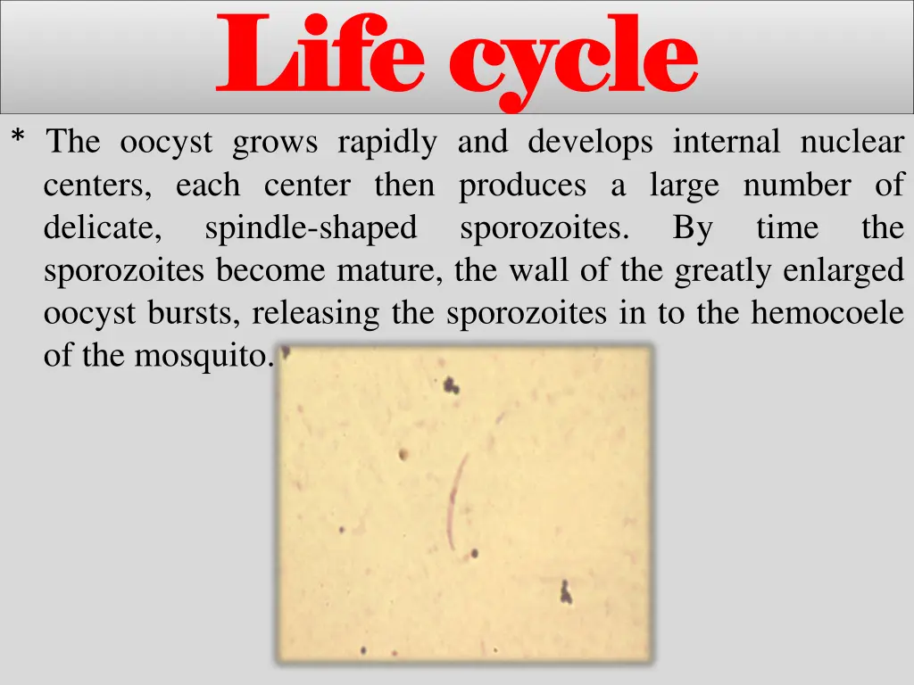 life cycle life cycle the oocyst grows rapidly