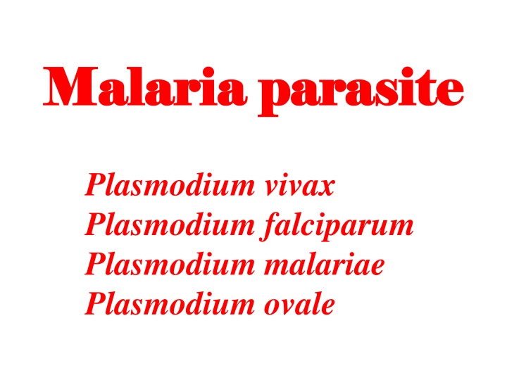 malaria parasite malaria parasite