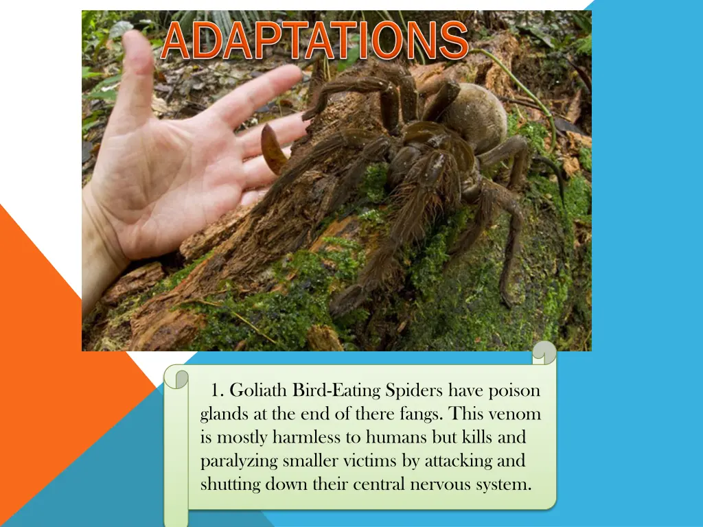 1 goliath bird eating spiders have poison glands