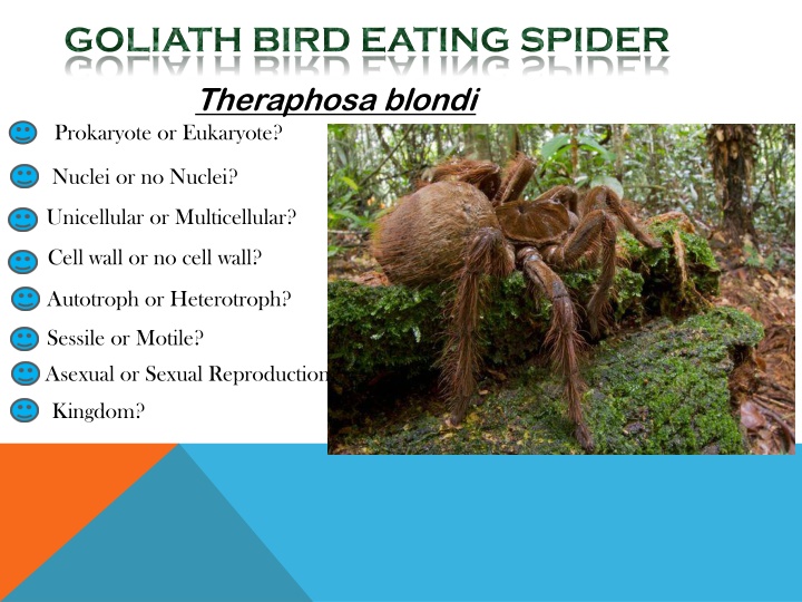 goliath bird eating spider