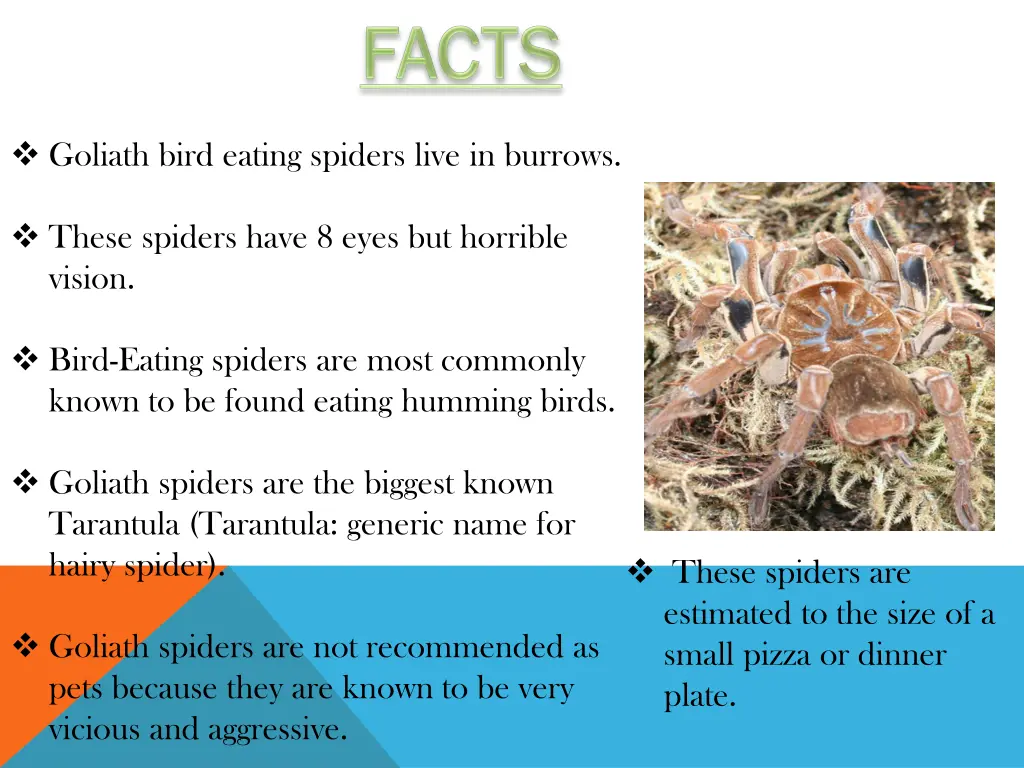 goliath bird eating spiders live in burrows