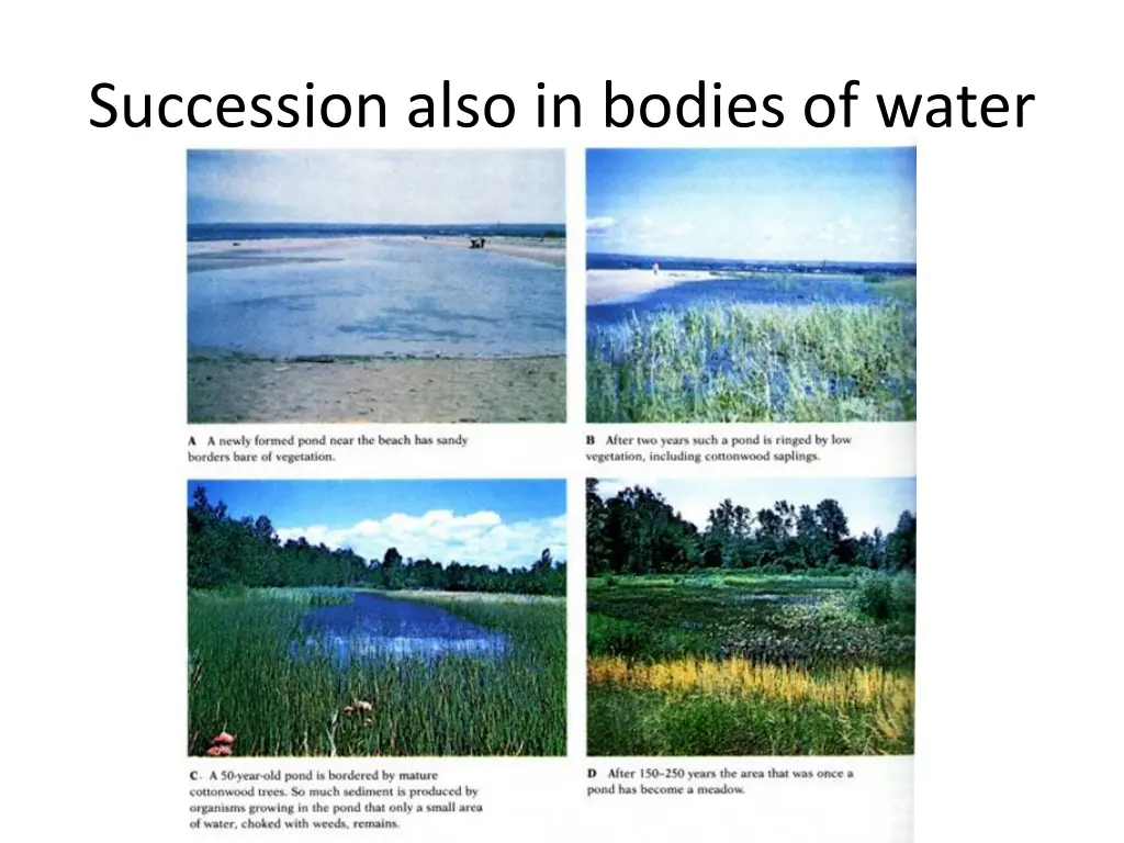 succession also in bodies of water