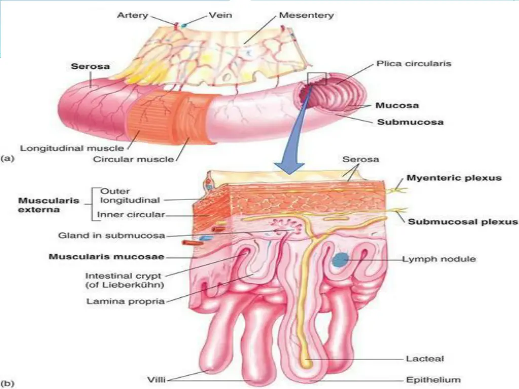 http humanphysiology2011 wikispaces com file view