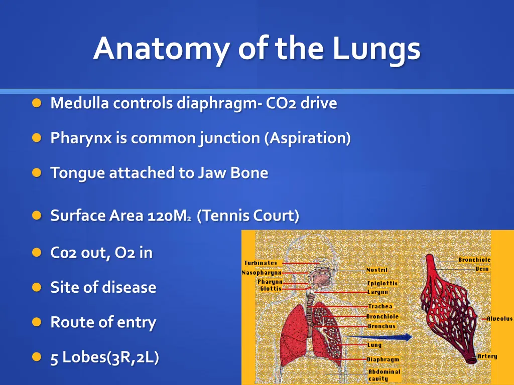 anatomy of the lungs