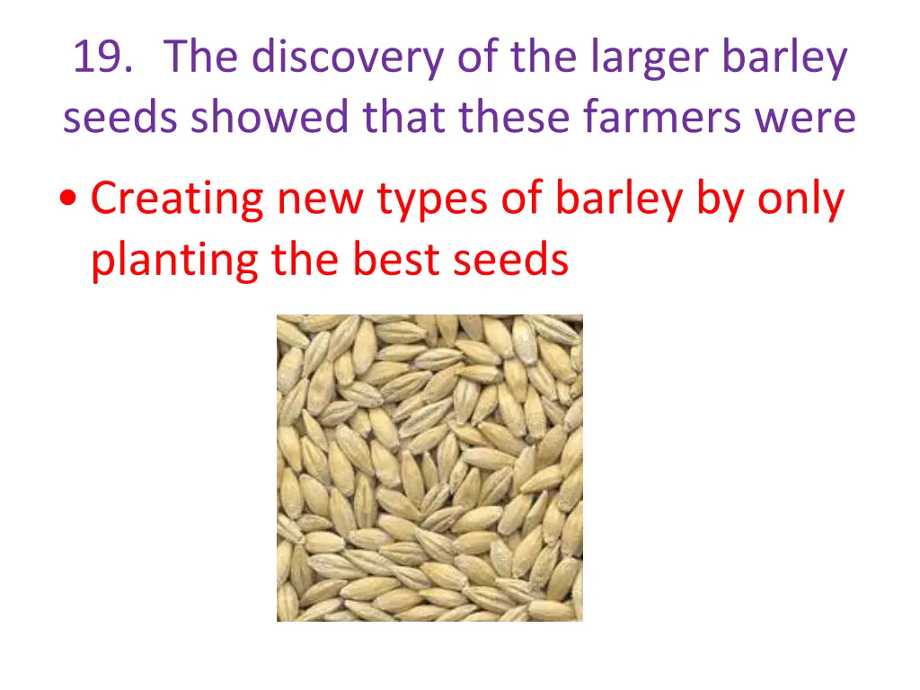 19 the discovery of the larger barley seeds