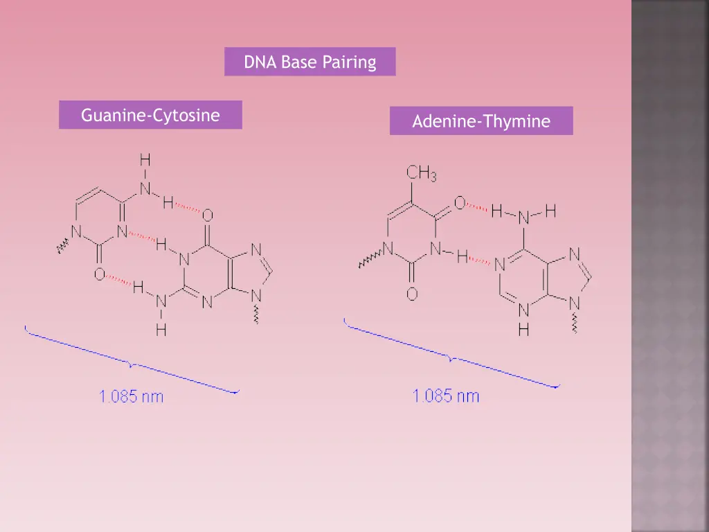 dna base pairing