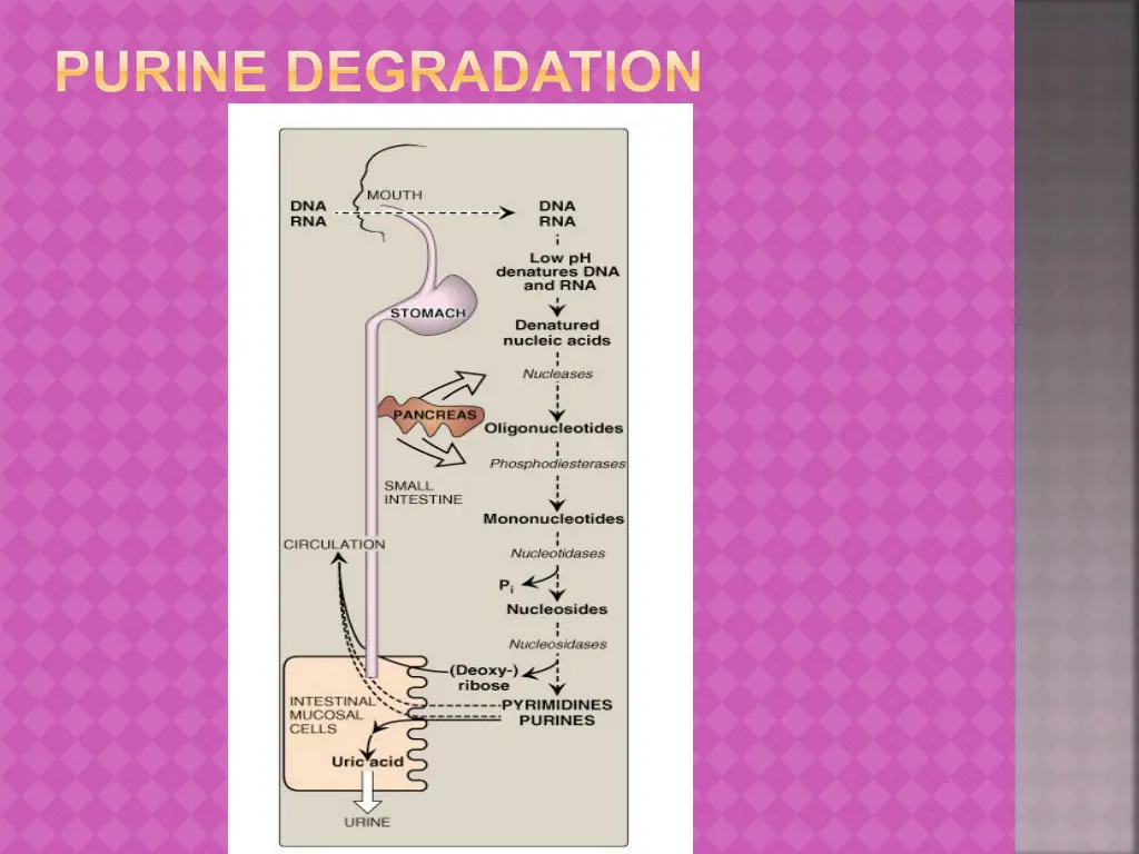 purine degradation