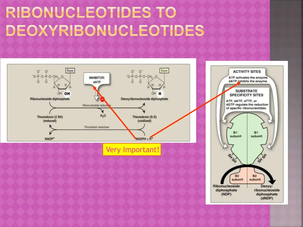 ribonucleotides to deoxyribonucleotides