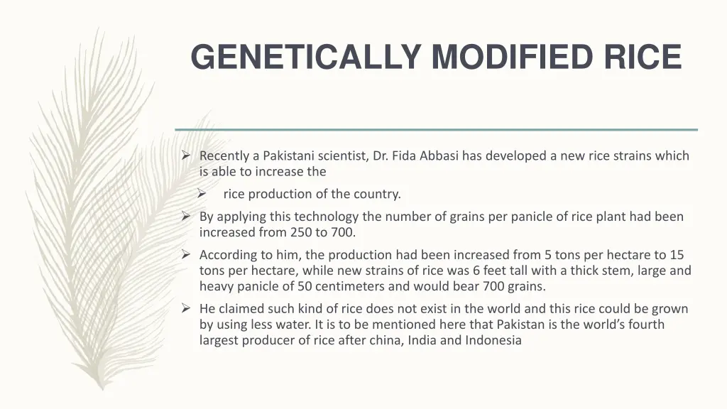 genetically modified rice