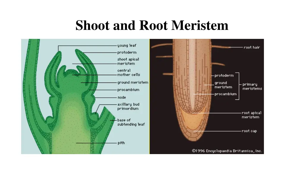 shoot and root meristem