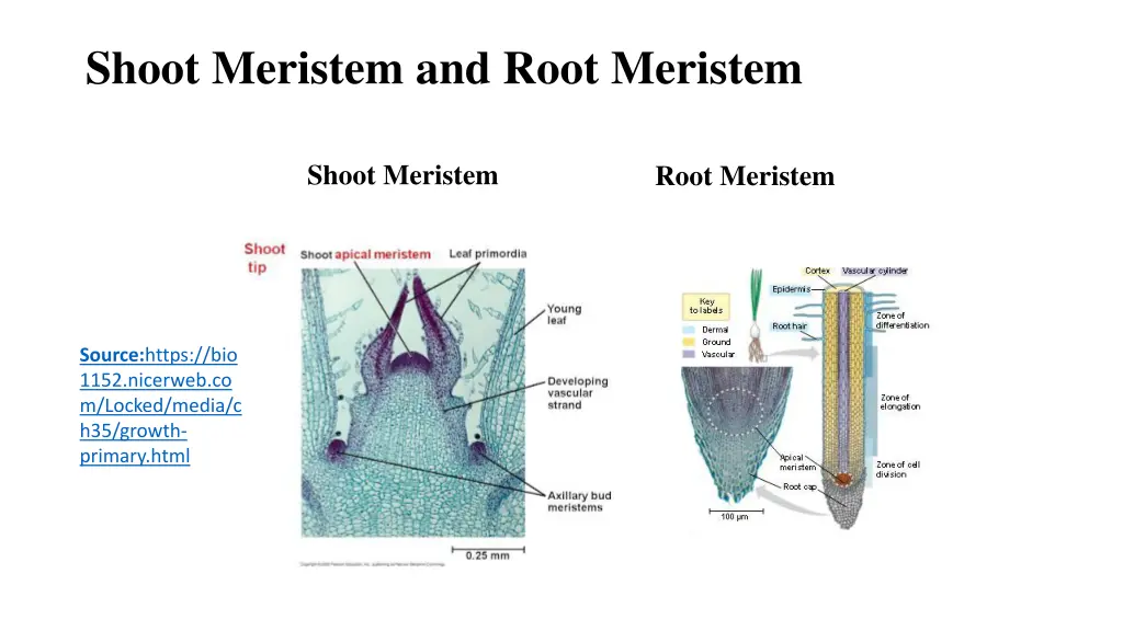 shoot meristem and root meristem