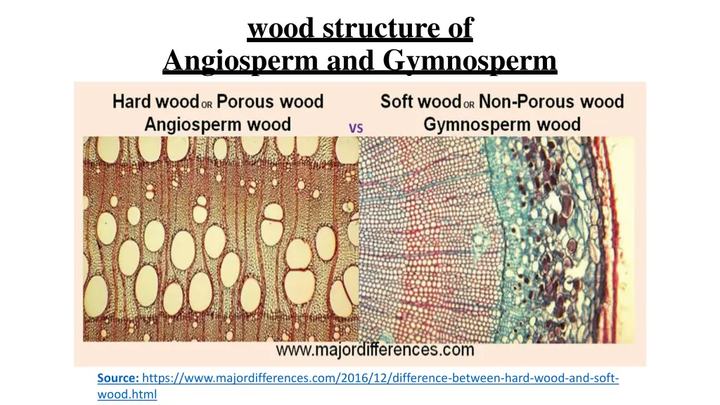 wood structure of angiosperm and gymnosperm