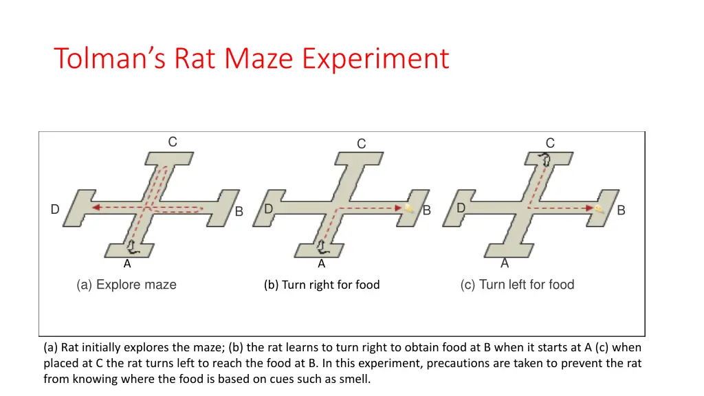 tolman s rat maze experiment