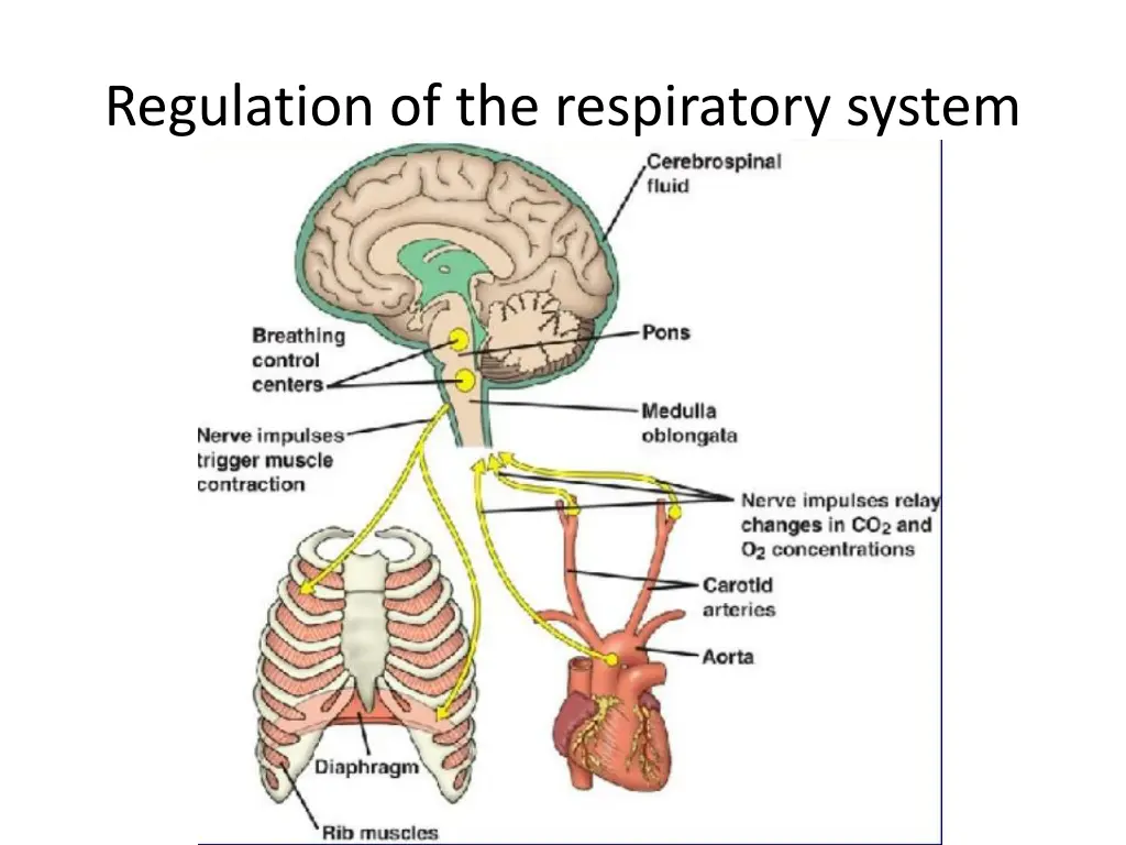 regulation of the respiratory system