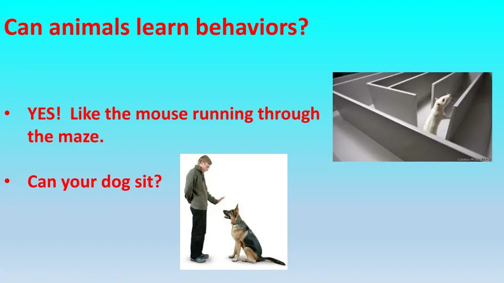 can animals learn behaviors