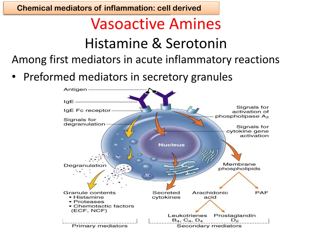 3 chemical mediators of inflammation chemical