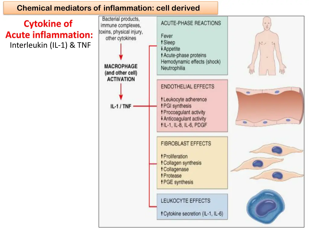 chemical mediators of inflammation cell derived 4