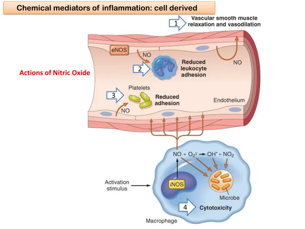 chemical mediators of inflammation cell derived 8