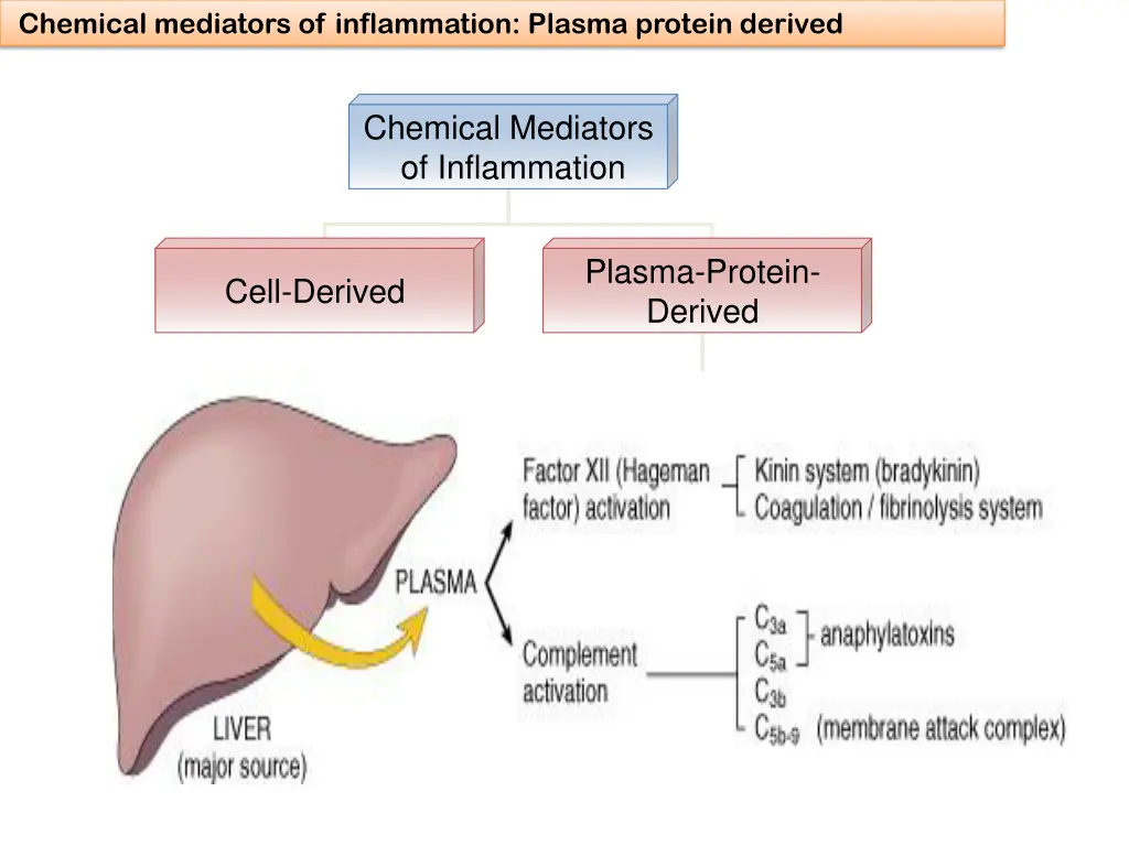 chemical mediators of inflammation plasma protein